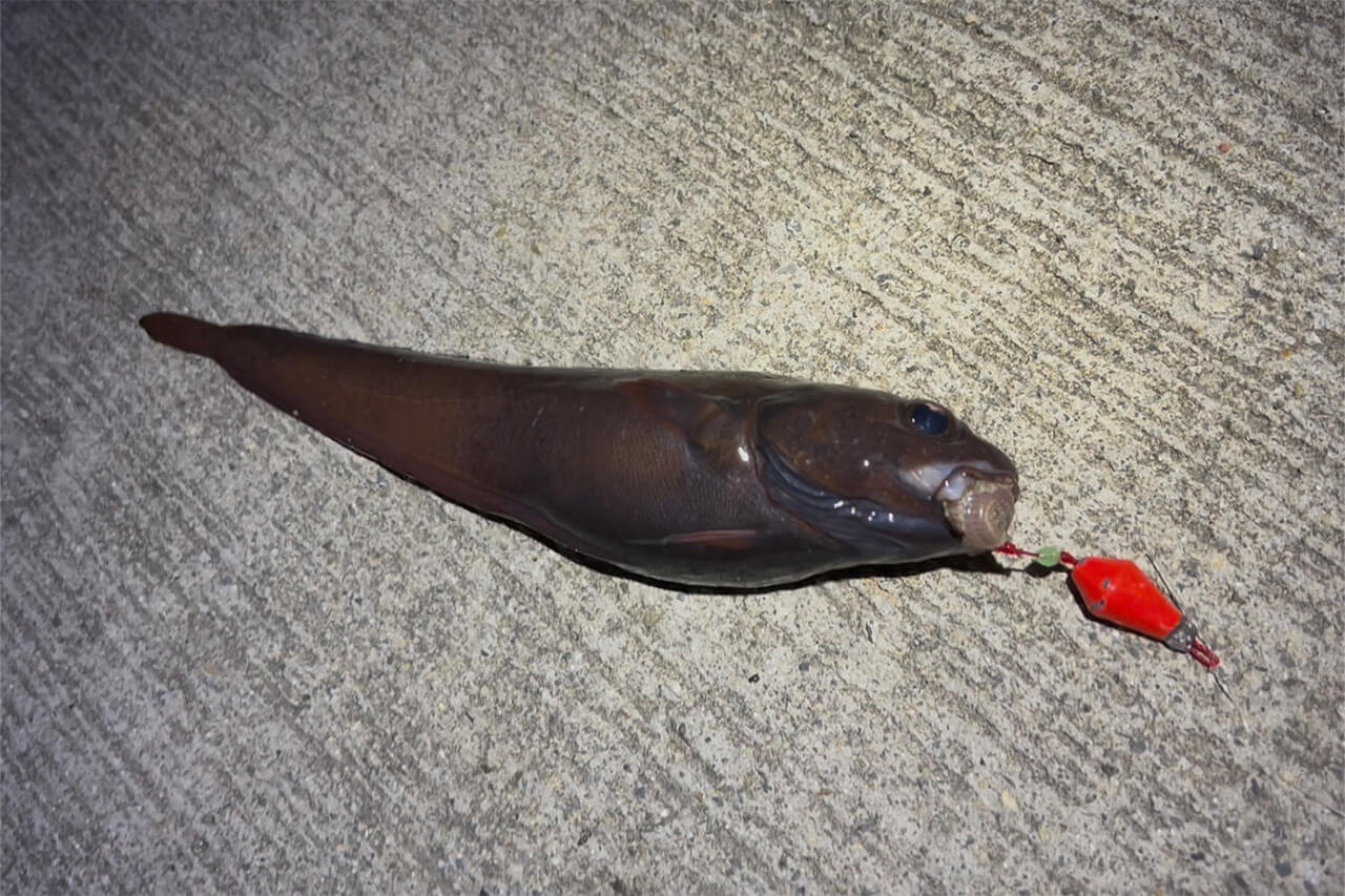 ｜「まんまるおめめがかわいい」美女が夜のテトラで釣りをしたら、“ヌメヌメ”のあの魚まみれに…。