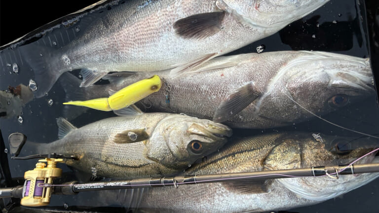 シマノの「魚専用プール」が色々と便利過ぎた！シーバスアングラーがインプレッション!!