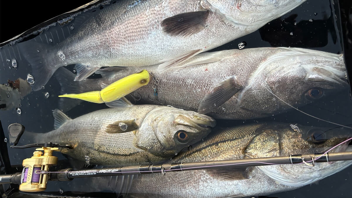 ｜シマノの「魚専用プール」が色々と便利過ぎた！シーバスアングラーがインプレッション!!
