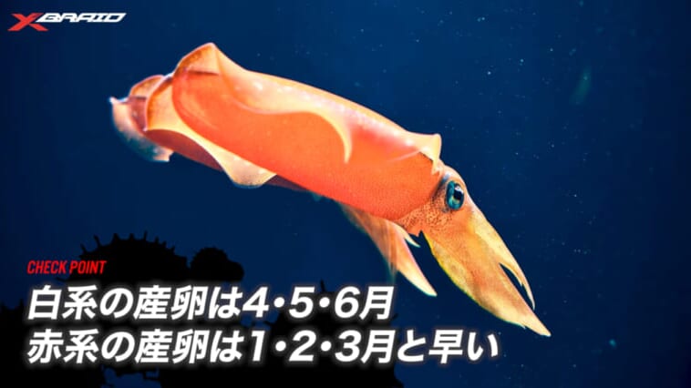 エギングファンの憧れ「レッドモンスター」に挑め！ロマンを追った動画に注目!!