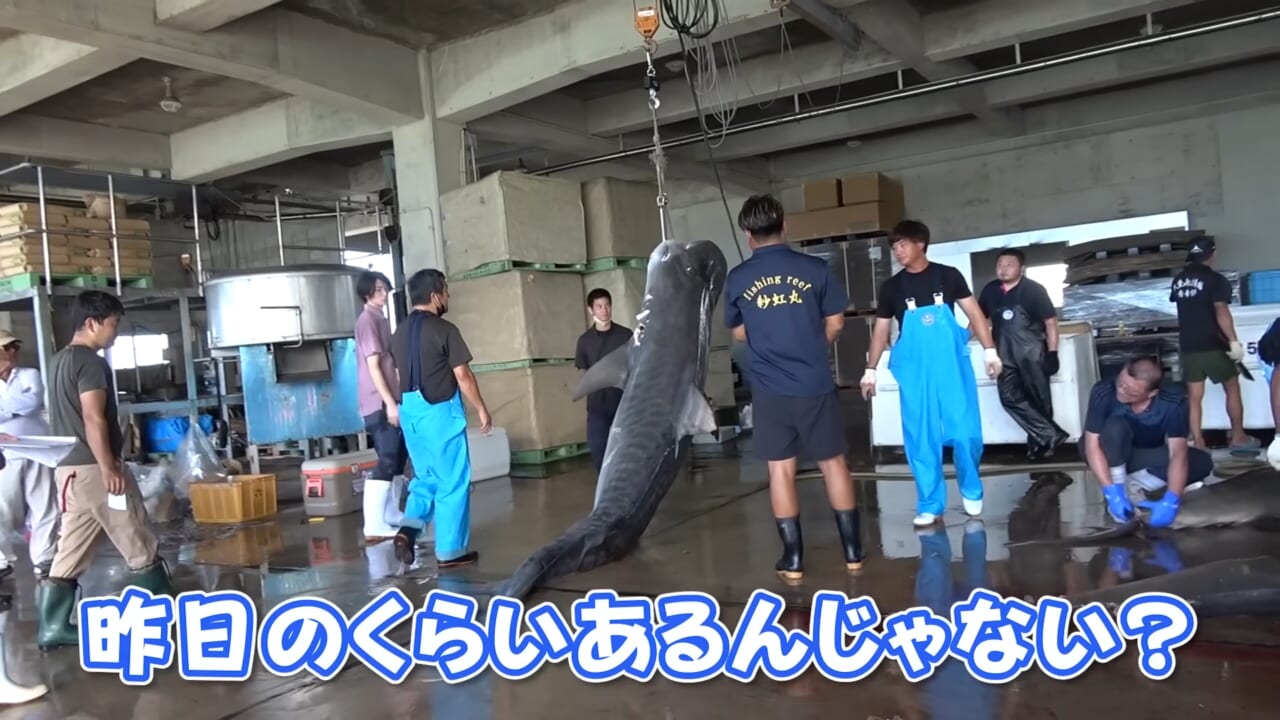 |「ウソでしょ」「うわぁ!デカ!」500キロ級の“怪物サメ”を解体したら…。破裂寸前に膨れたお腹から出てきたものが衝撃的だった件。