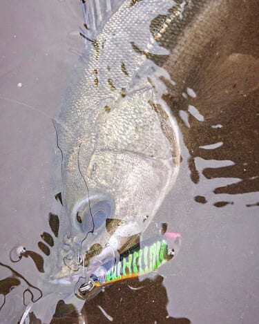 釣り逃している魚を釣る、ツクモのシャローゲーム（ジャッカル）