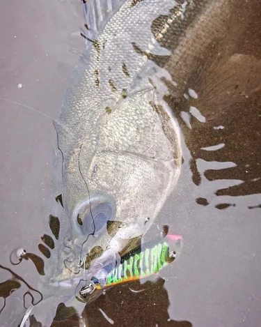 釣り逃している魚を釣る、ツクモのシャローゲーム（ジャッカル）