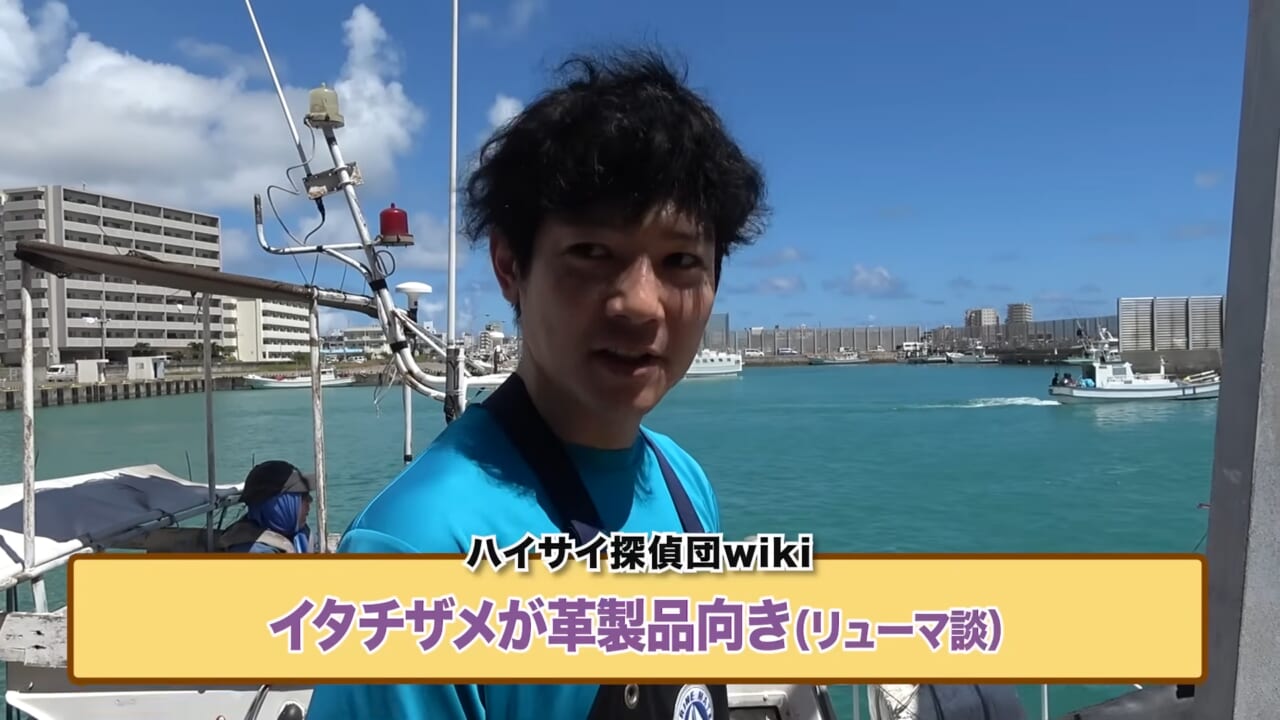 |「ウソでしょ」「うわぁ!デカ!」500キロ級の“怪物サメ”を解体したら…。破裂寸前に膨れたお腹から出てきたものが衝撃的だった件。