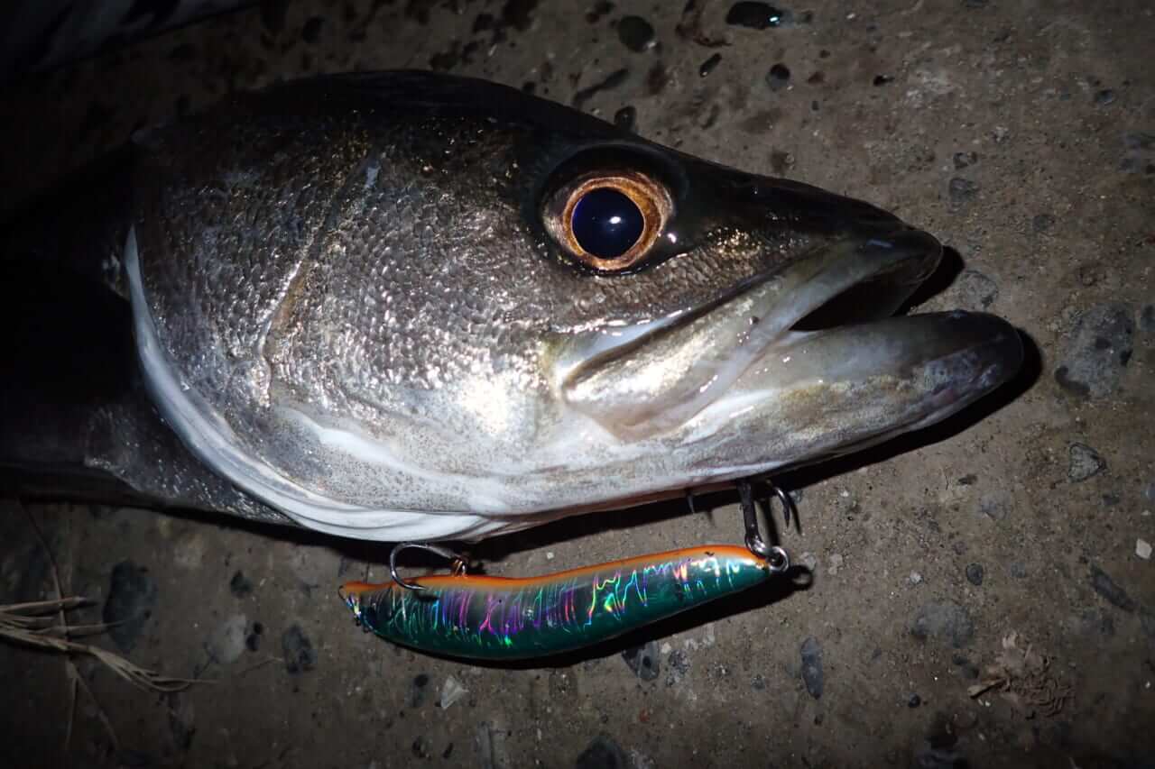 ｜「超ゆっくり巻く」のが釣れる秘訣！釣りウマ編集スタッフが激推しするブルーブルーのルアーとは？