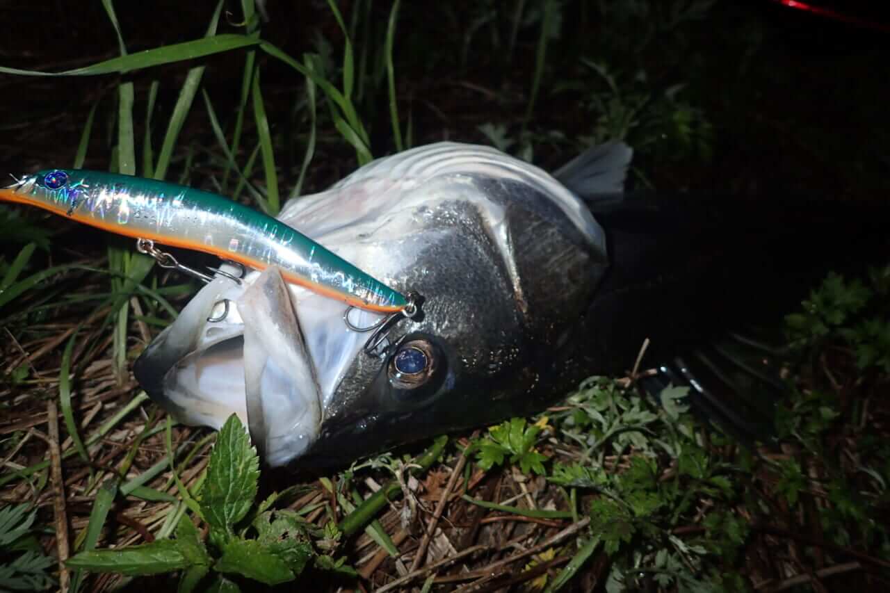 |「超ゆっくり巻く」のが釣れる秘訣!釣りウマ編集スタッフが激推しするブルーブルーのルアーとは?