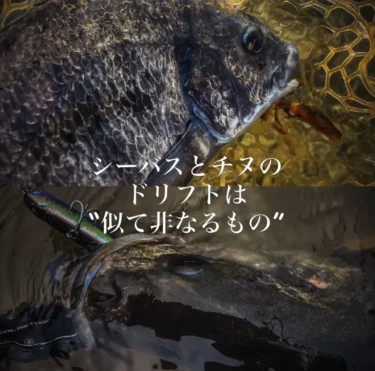 【チニング理論】シーバスとチヌのドリフトは似て非なるもの（森岡紘士）