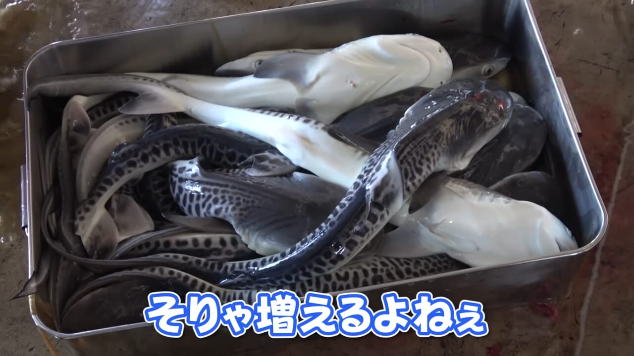 ｜「ウソでしょ」「うわぁ！デカ！」500キロ級の“怪物サメ”を解体したら…。破裂寸前に膨れたお腹から出てきたものが衝撃的だった件。