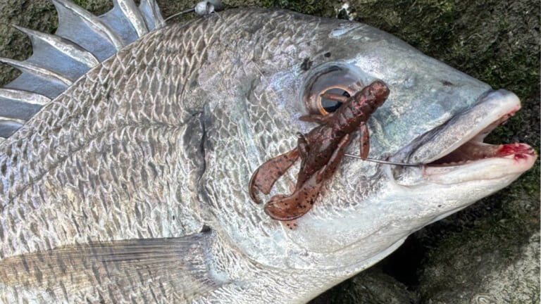 まるでクロダイの「完全食」。釣れる要素が凝縮されたチニングルアーの決定版が登場！