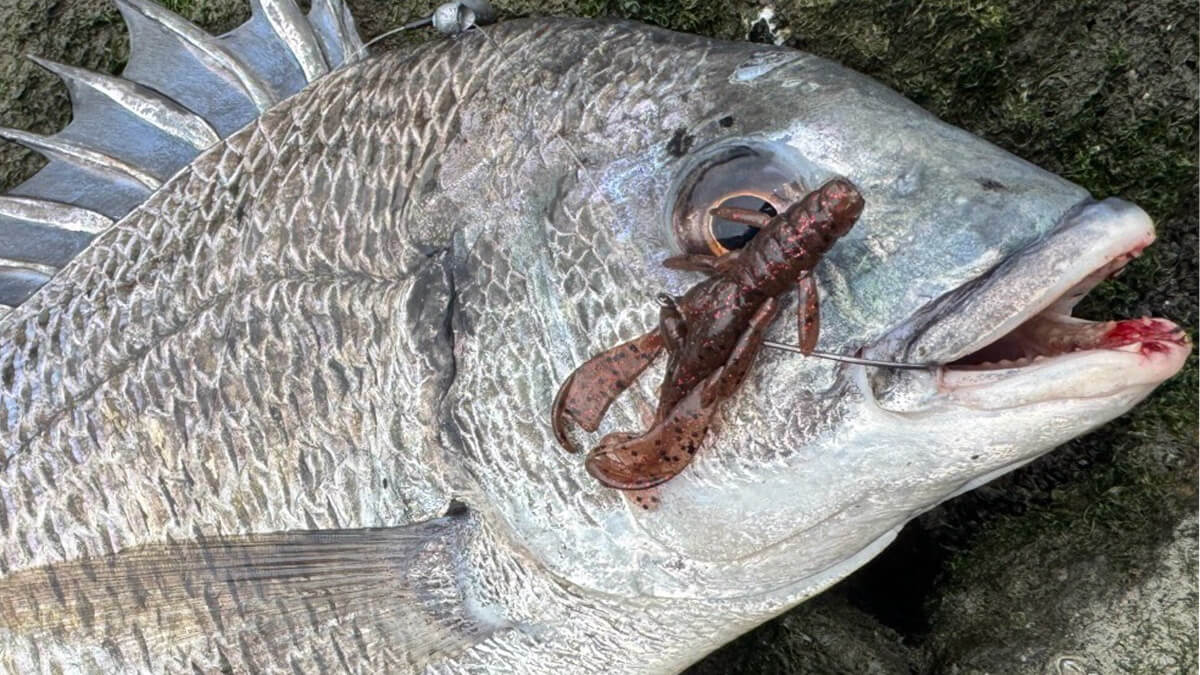 ｜まるでクロダイの「完全食」。釣れる要素が凝縮されたチニングルアーの決定版が登場！