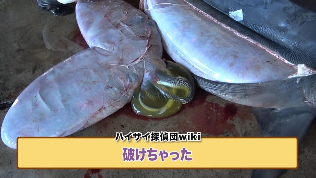 ｜「ウソでしょ」「うわぁ！デカ！」500キロ級の“怪物サメ”を解体したら…。破裂寸前に膨れたお腹から出てきたものが衝撃的だった件。