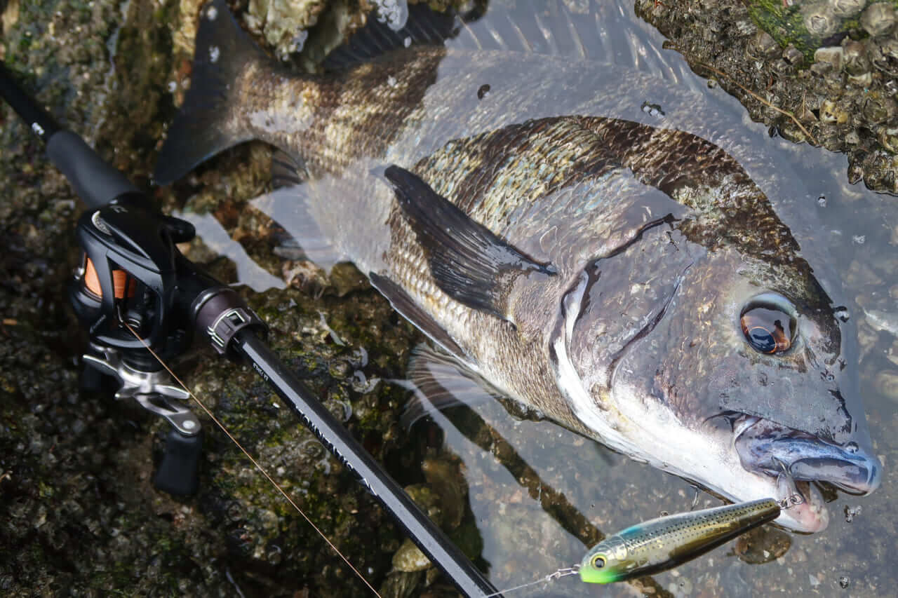 ｜こだわり抜いた新色『釣れる秘密はベリーの色』かつて爆釣したシークレットカラーをついに採用！［もりぞー的アーバンチニング］