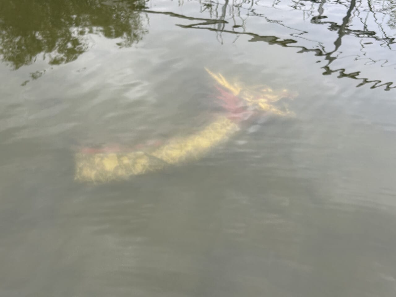|「めちゃくちゃカッコイイ魚!」どことなくバスっぽい?大陸で出会った淡水ロックフィッシュ【週刊ササカツ無双】