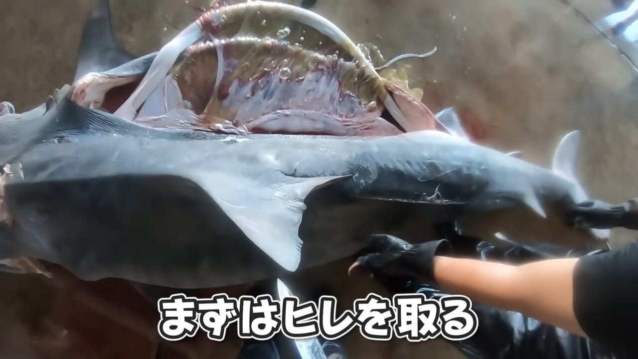 ｜「ウソでしょ」「うわぁ！デカ！」500キロ級の“怪物サメ”を解体したら…。破裂寸前に膨れたお腹から出てきたものが衝撃的だった件。