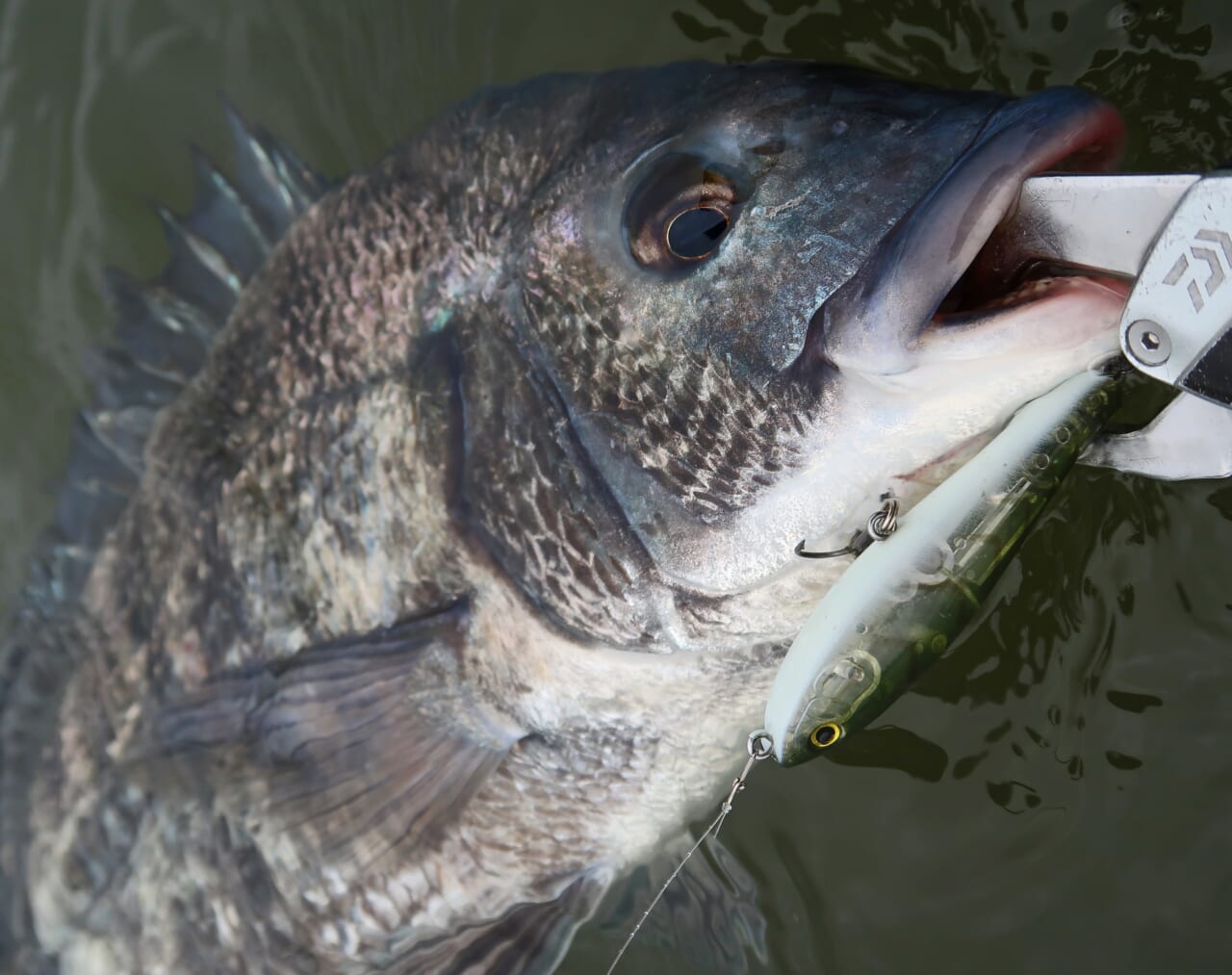 ｜こだわり抜いた新色『釣れる秘密はベリーの色』かつて爆釣したシークレットカラーをついに採用！［もりぞー的アーバンチニング］