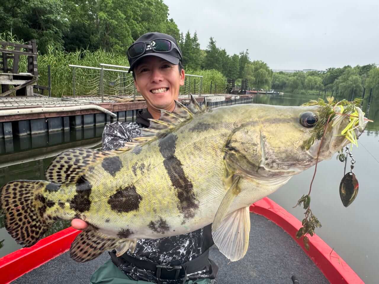 |「めちゃくちゃカッコイイ魚!」どことなくバスっぽい?大陸で出会った淡水ロックフィッシュ【週刊ササカツ無双】