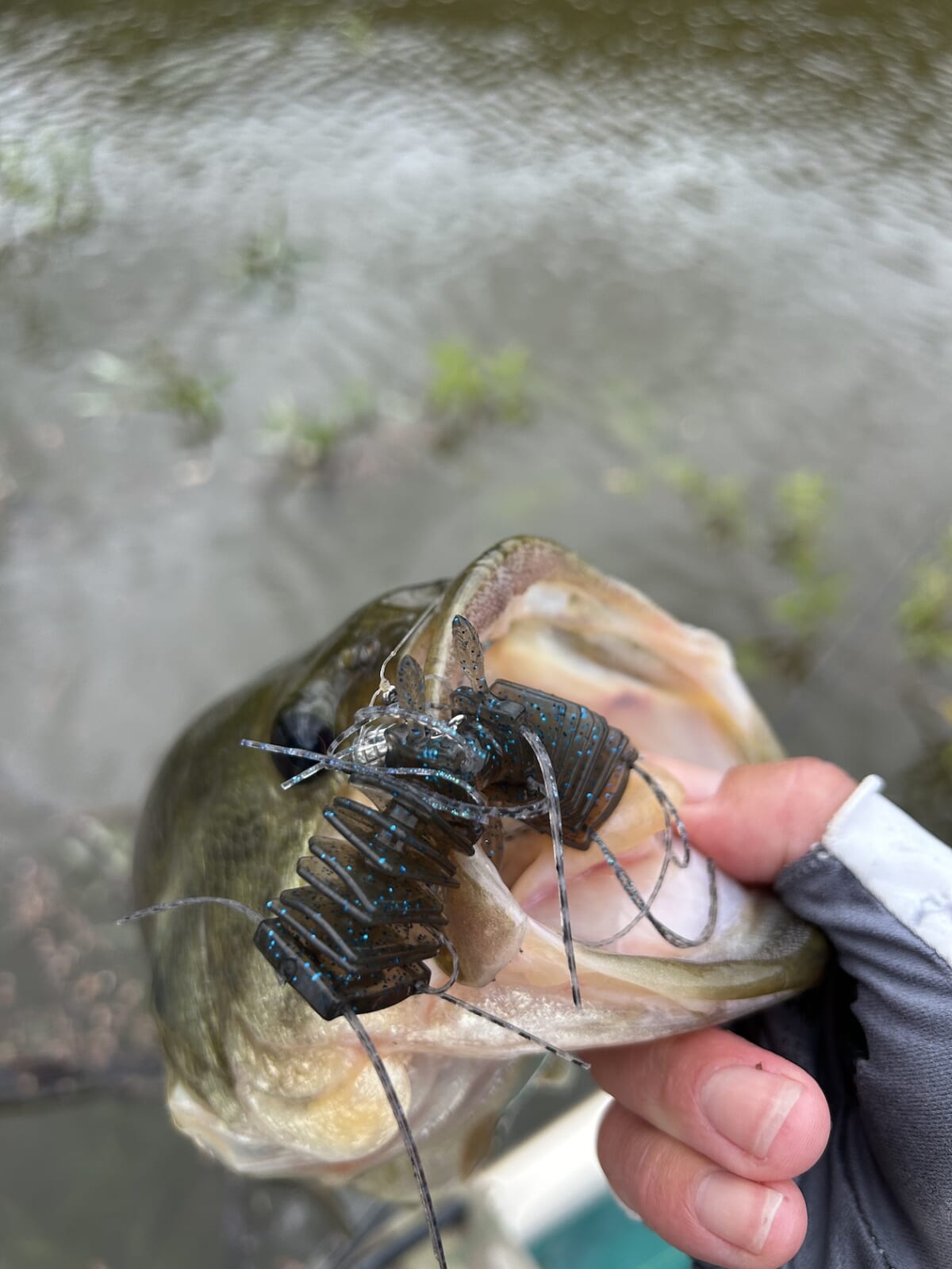 |「めちゃくちゃカッコイイ魚!」どことなくバスっぽい?大陸で出会った淡水ロックフィッシュ【週刊ササカツ無双】