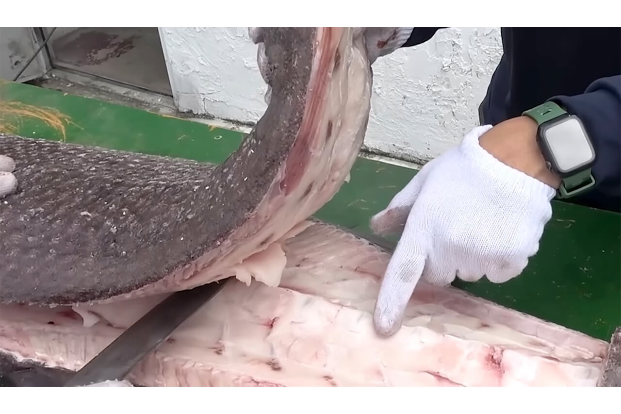 ｜「この色はヤバいだろ」「この魚は市場に出回りません」2m級の巨大怪物魚“インガンダルマ”を食べてみた。