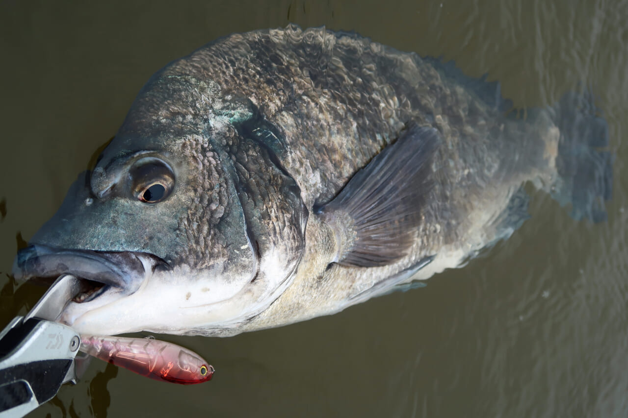 ｜こだわり抜いた新色『釣れる秘密はベリーの色』かつて爆釣したシークレットカラーをついに採用！［もりぞー的アーバンチニング］