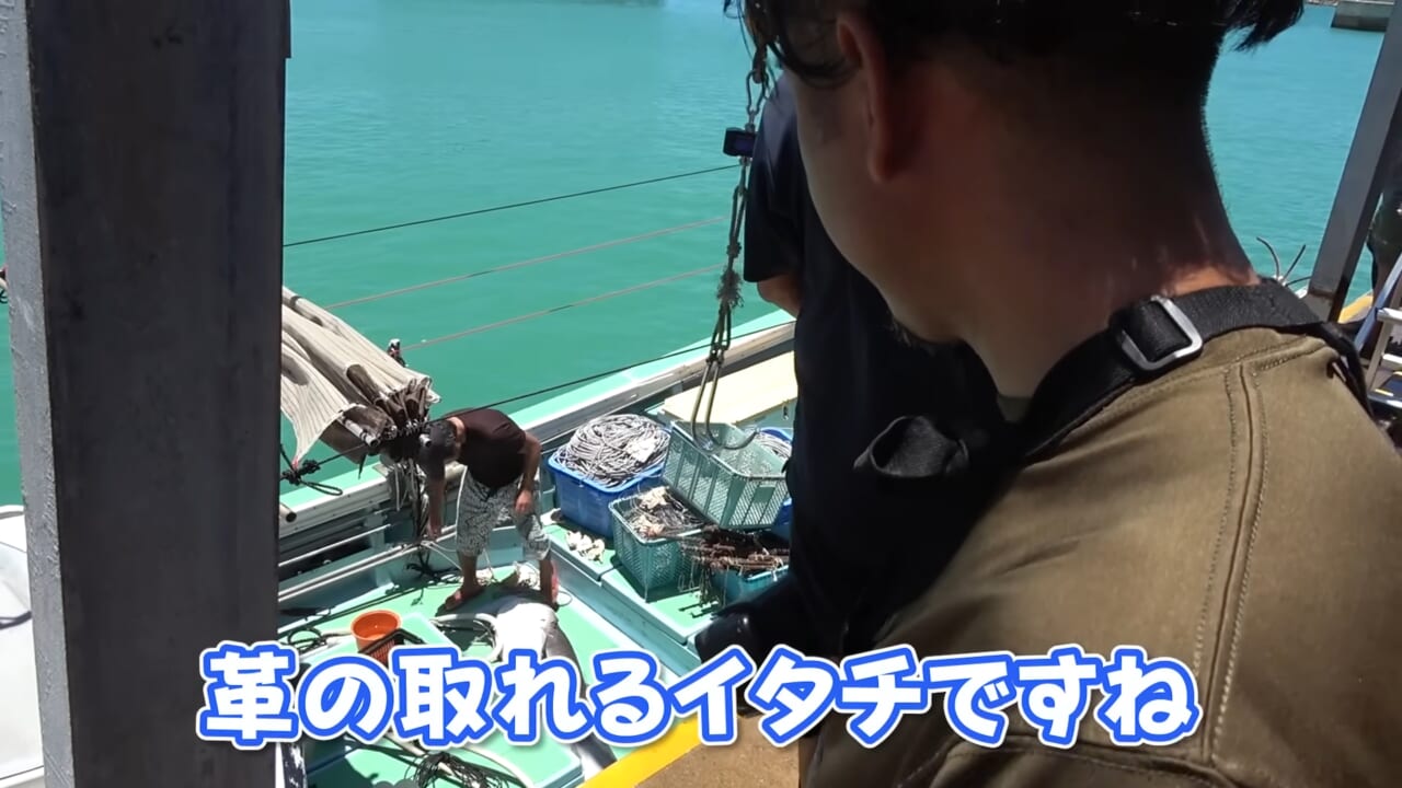 ｜「ウソでしょ」「うわぁ！デカ！」500キロ級の“怪物サメ”を解体したら…。破裂寸前に膨れたお腹から出てきたものが衝撃的だった件。