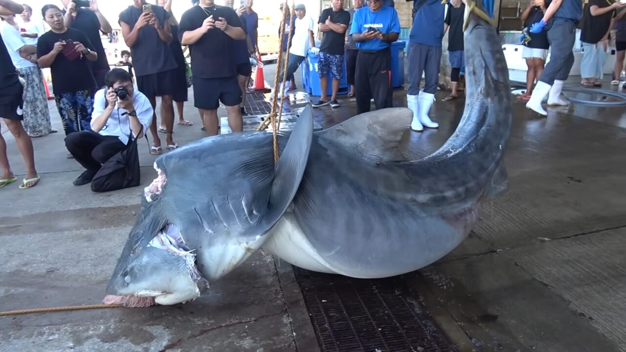 |「ウソでしょ」「うわぁ!デカ!」500キロ級の“怪物サメ”を解体したら…。破裂寸前に膨れたお腹から出てきたものが衝撃的だった件。