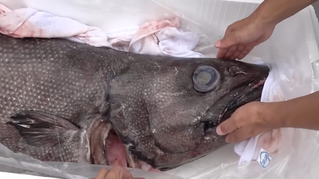 ｜「この色はヤバいだろ」「この魚は市場に出回りません」2m級の巨大怪物魚“インガンダルマ”を食べてみた。