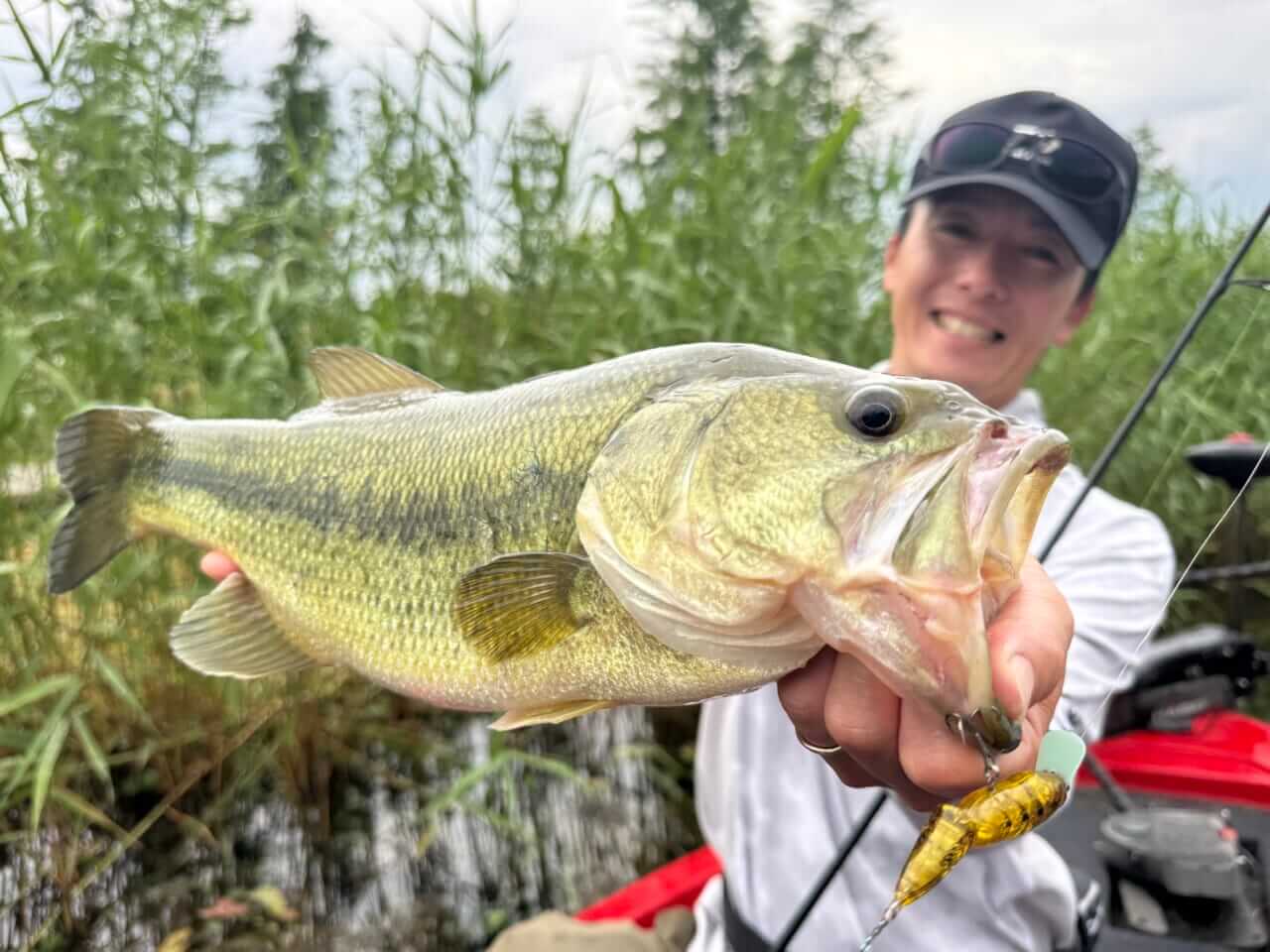 |「めちゃくちゃカッコイイ魚!」どことなくバスっぽい?大陸で出会った淡水ロックフィッシュ【週刊ササカツ無双】