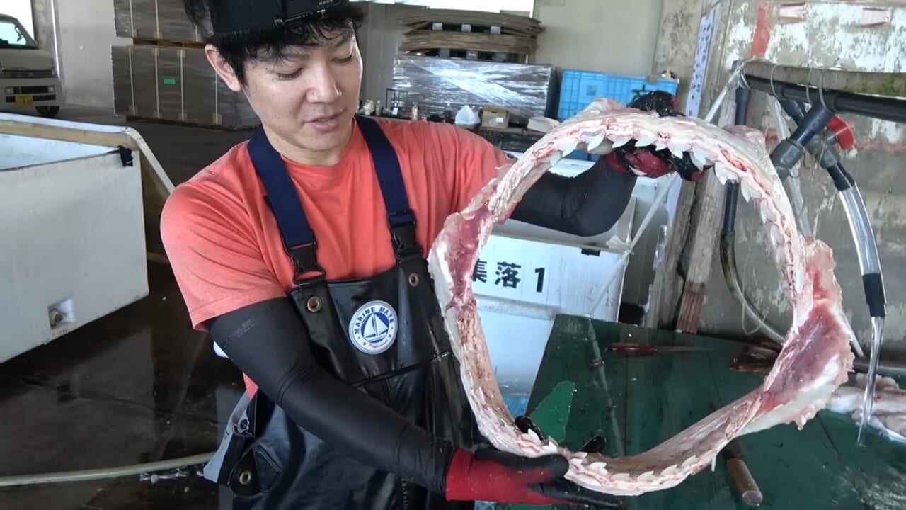｜「ウソでしょ」「うわぁ！デカ！」500キロ級の“怪物サメ”を解体したら…。破裂寸前に膨れたお腹から出てきたものが衝撃的だった件。