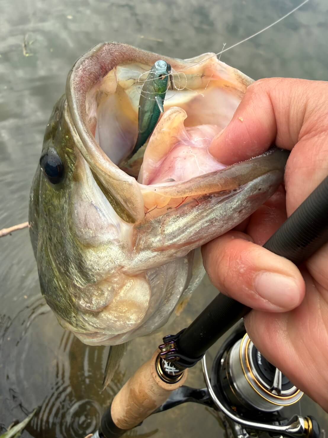 ｜まだ未知数だけど、釣れてまうやろ！稚魚食いに効かないはずがないマイクロアラバマ。巻いてもストってもどちらでもどうぞ！