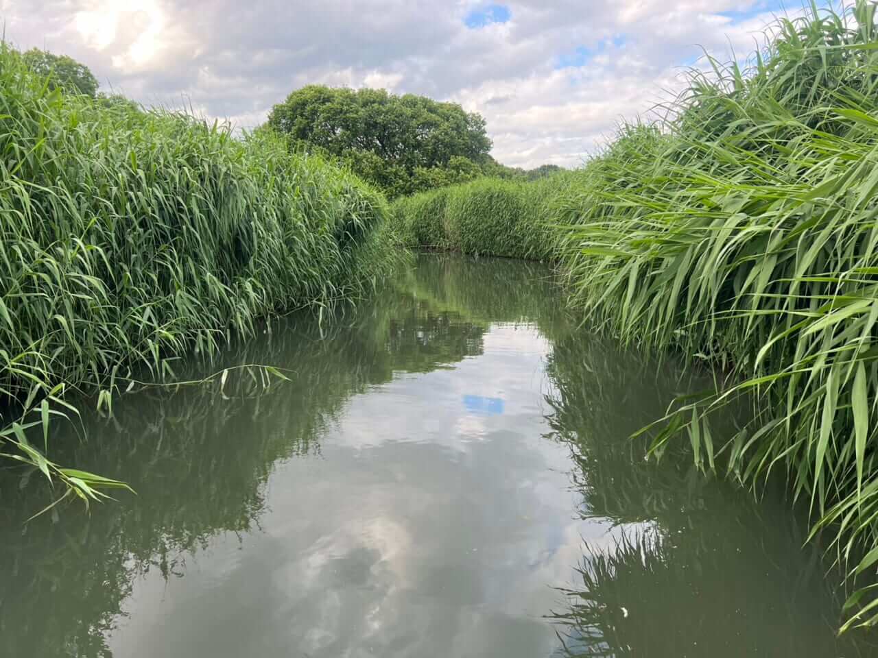 ｜この沼にこんな大物がいたなんて・・・。釣れればデカイは本当だった！多くのアングラーを魅了するタタランバスとは？【鈴木翔のIT’S SHO TIME !!!】