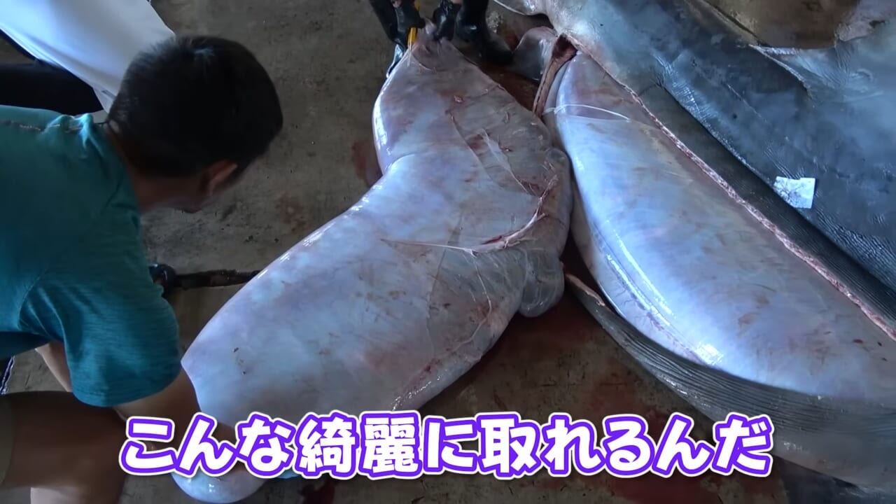 |「ウソでしょ」「うわぁ!デカ!」500キロ級の“怪物サメ”を解体したら…。破裂寸前に膨れたお腹から出てきたものが衝撃的だった件。