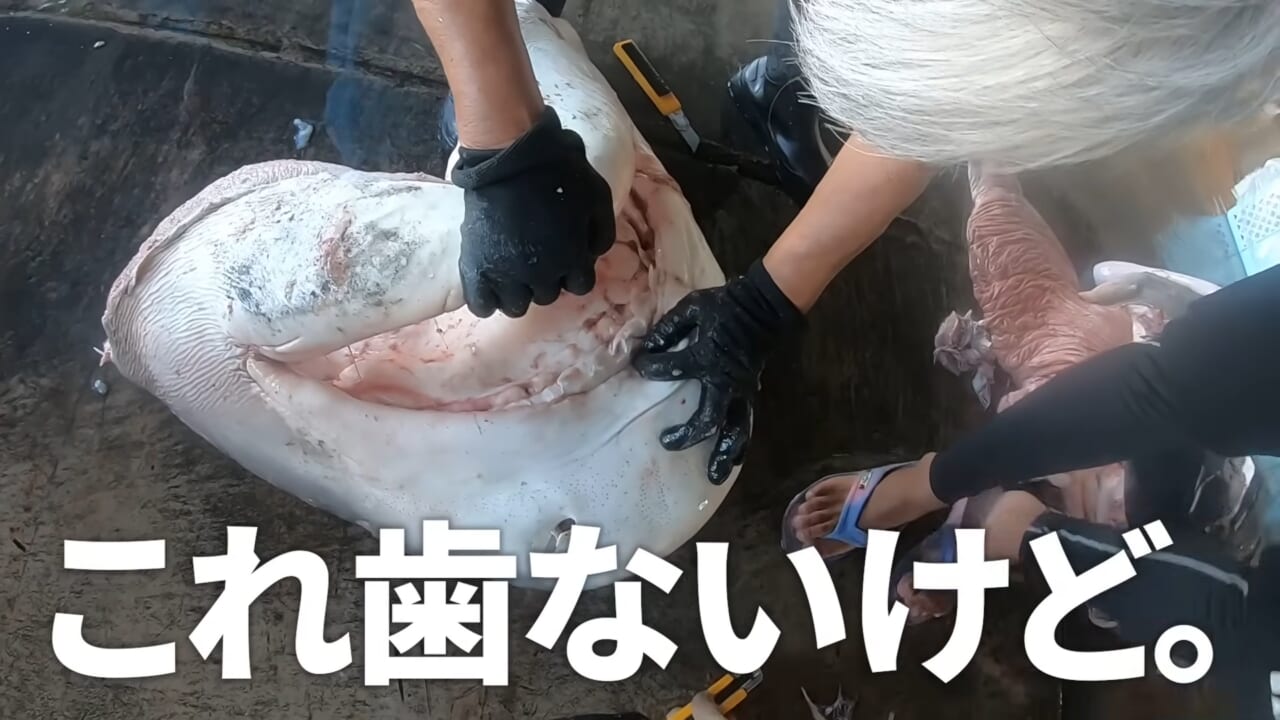 |「ウソでしょ」「うわぁ!デカ!」500キロ級の“怪物サメ”を解体したら…。破裂寸前に膨れたお腹から出てきたものが衝撃的だった件。