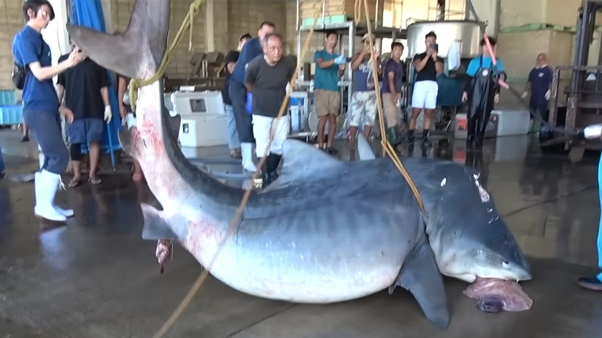 |「ウソでしょ」「うわぁ!デカ!」500キロ級の“怪物サメ”を解体したら…。破裂寸前に膨れたお腹から出てきたものが衝撃的だった件。