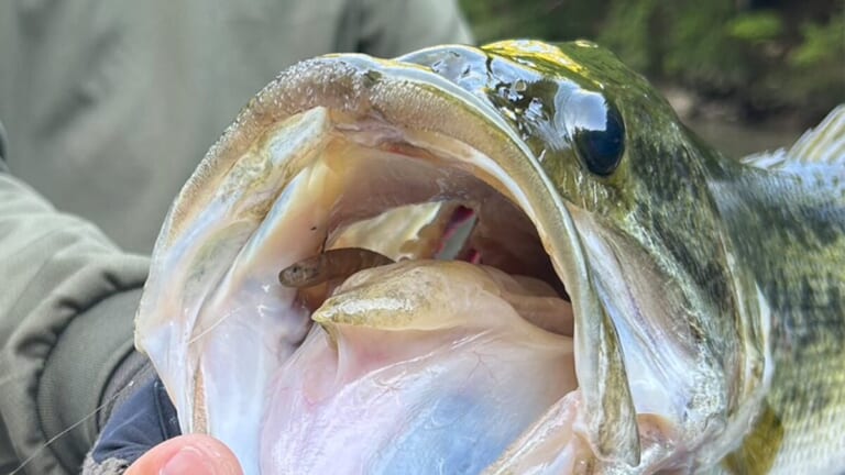 狂ったようにバイトするルアー、その名も『クルエル2.7』稚鮎を狙ったボイルに必須の小魚ワームが登場！