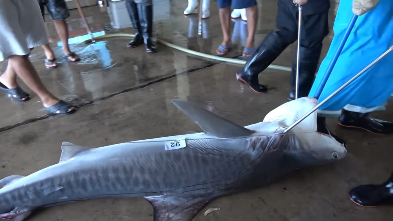 |「ウソでしょ」「うわぁ!デカ!」500キロ級の“怪物サメ”を解体したら…。破裂寸前に膨れたお腹から出てきたものが衝撃的だった件。