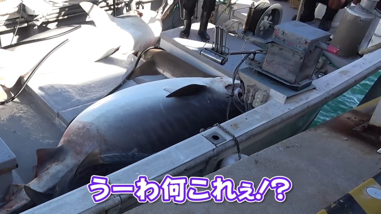 |「ウソでしょ」「うわぁ!デカ!」500キロ級の“怪物サメ”を解体したら…。破裂寸前に膨れたお腹から出てきたものが衝撃的だった件。