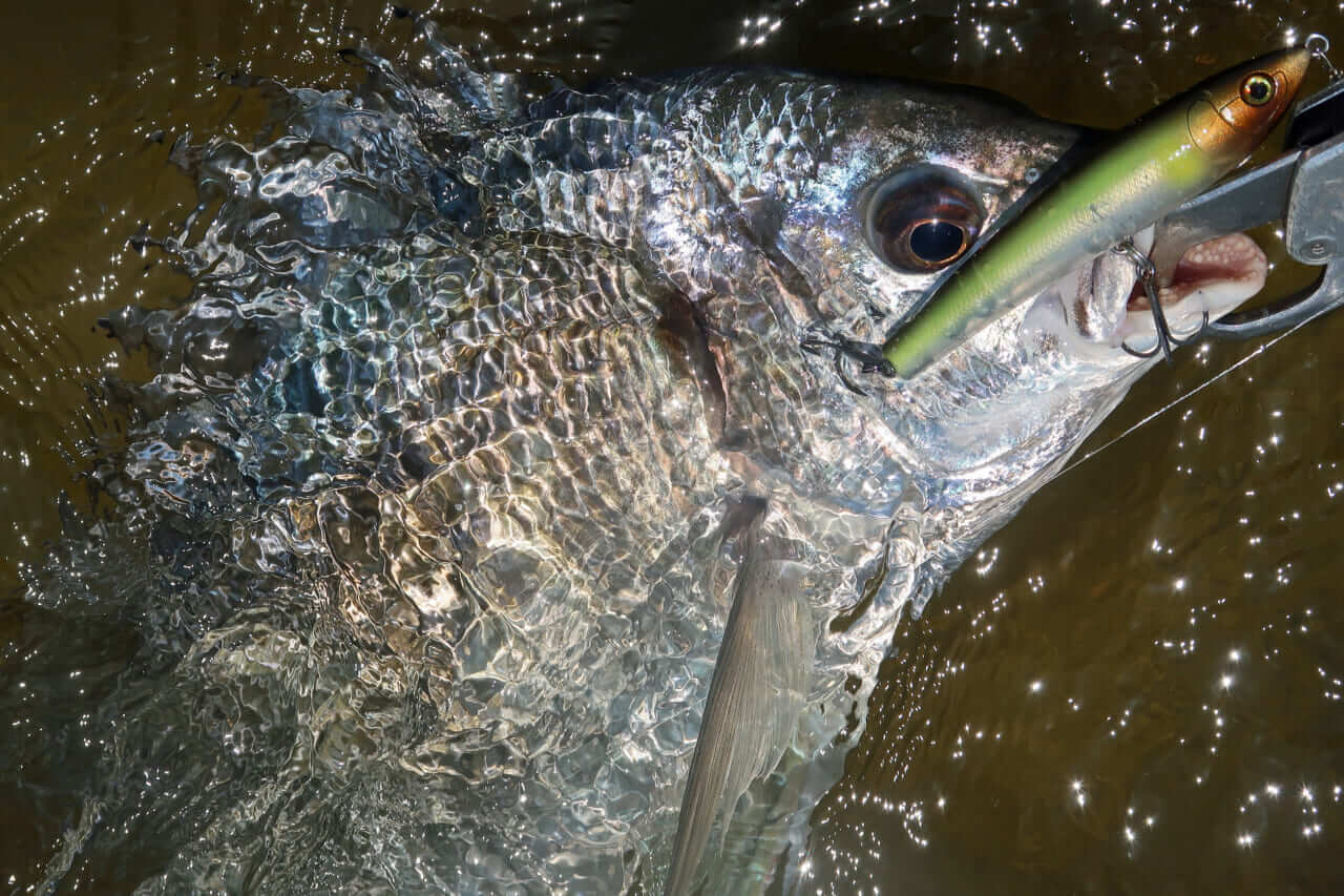 ｜こだわり抜いた新色『釣れる秘密はベリーの色』かつて爆釣したシークレットカラーをついに採用！［もりぞー的アーバンチニング］