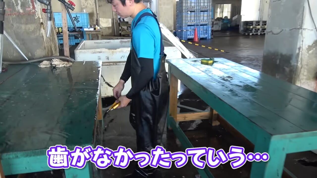 |「ウソでしょ」「うわぁ!デカ!」500キロ級の“怪物サメ”を解体したら…。破裂寸前に膨れたお腹から出てきたものが衝撃的だった件。