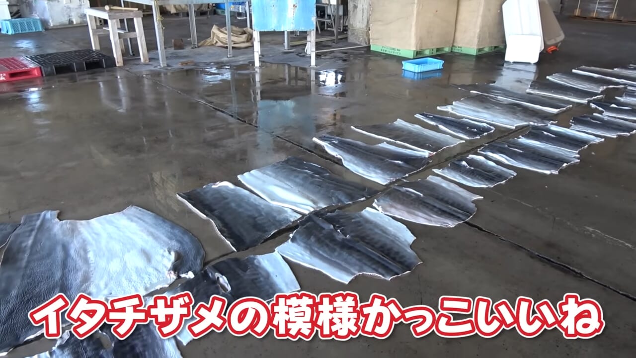 |「ウソでしょ」「うわぁ!デカ!」500キロ級の“怪物サメ”を解体したら…。破裂寸前に膨れたお腹から出てきたものが衝撃的だった件。