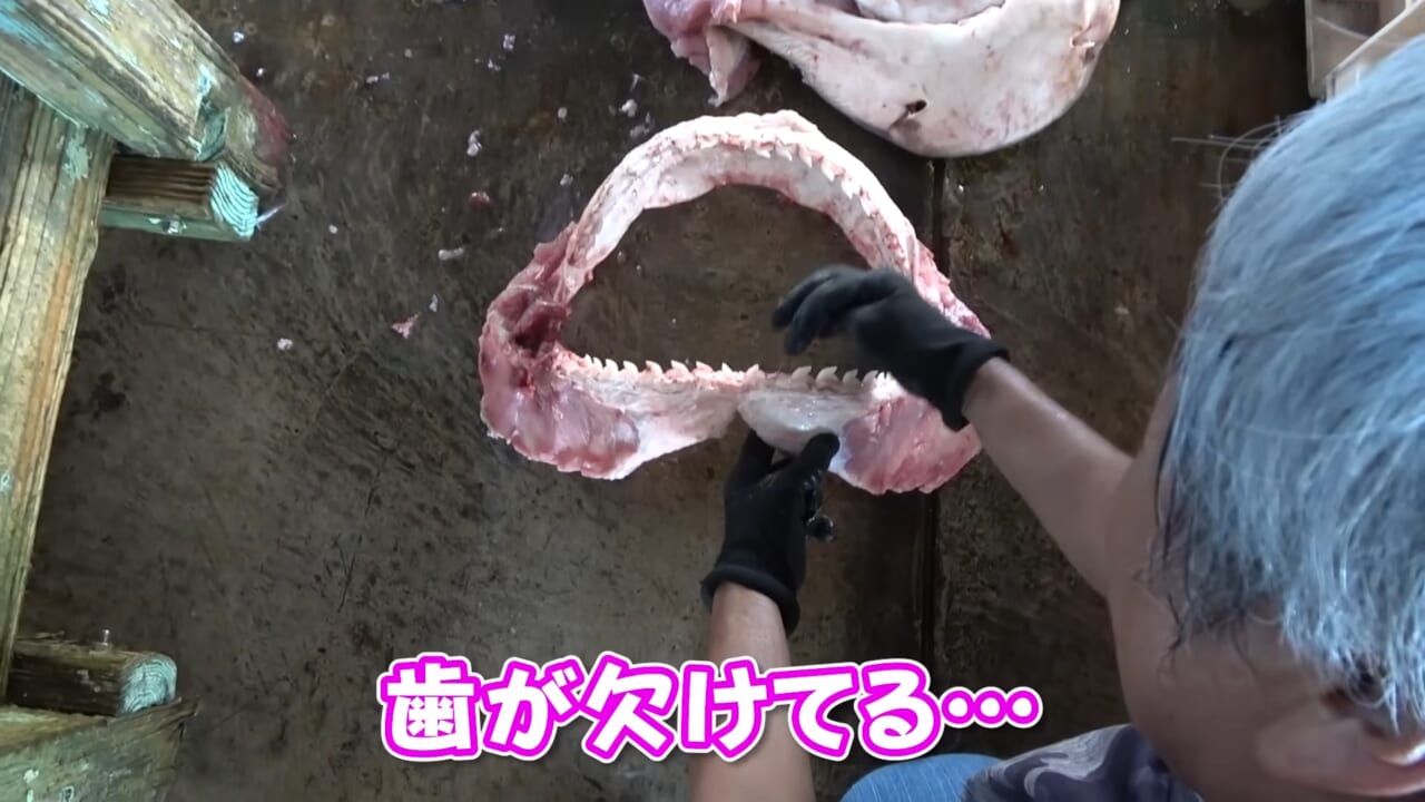 |「ウソでしょ」「うわぁ!デカ!」500キロ級の“怪物サメ”を解体したら…。破裂寸前に膨れたお腹から出てきたものが衝撃的だった件。