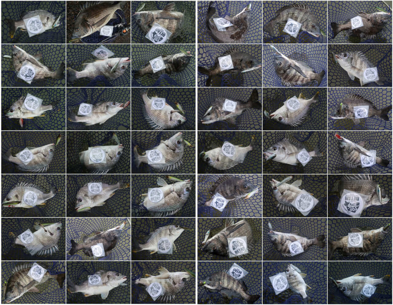 ｜こだわり抜いた新色『釣れる秘密はベリーの色』かつて爆釣したシークレットカラーをついに採用！［もりぞー的アーバンチニング］