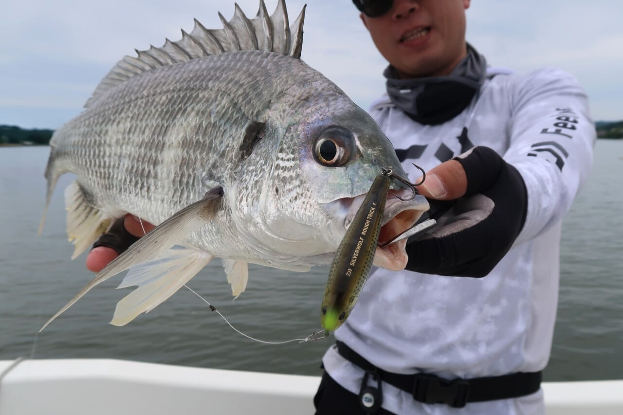 ｜こだわり抜いた新色『釣れる秘密はベリーの色』かつて爆釣したシークレットカラーをついに採用！［もりぞー的アーバンチニング］