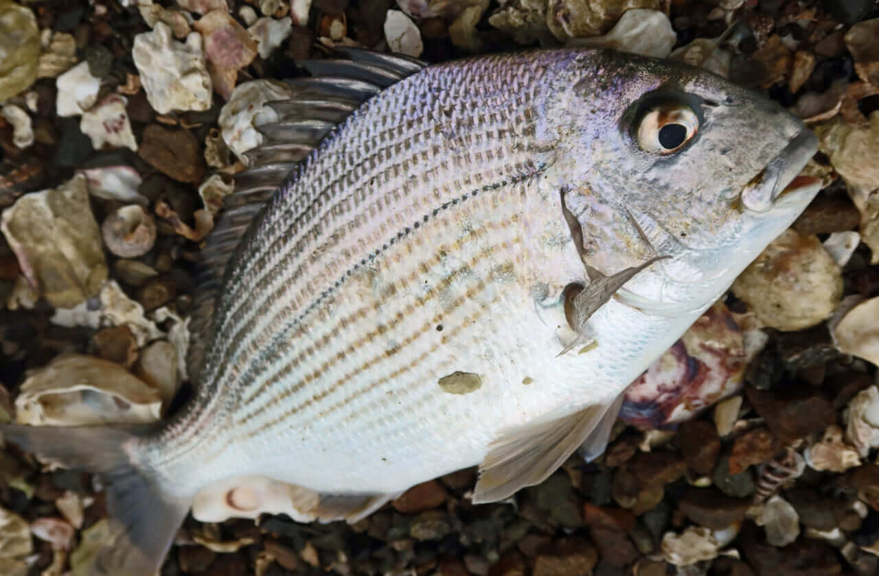 ｜こだわり抜いた新色『釣れる秘密はベリーの色』かつて爆釣したシークレットカラーをついに採用！［もりぞー的アーバンチニング］