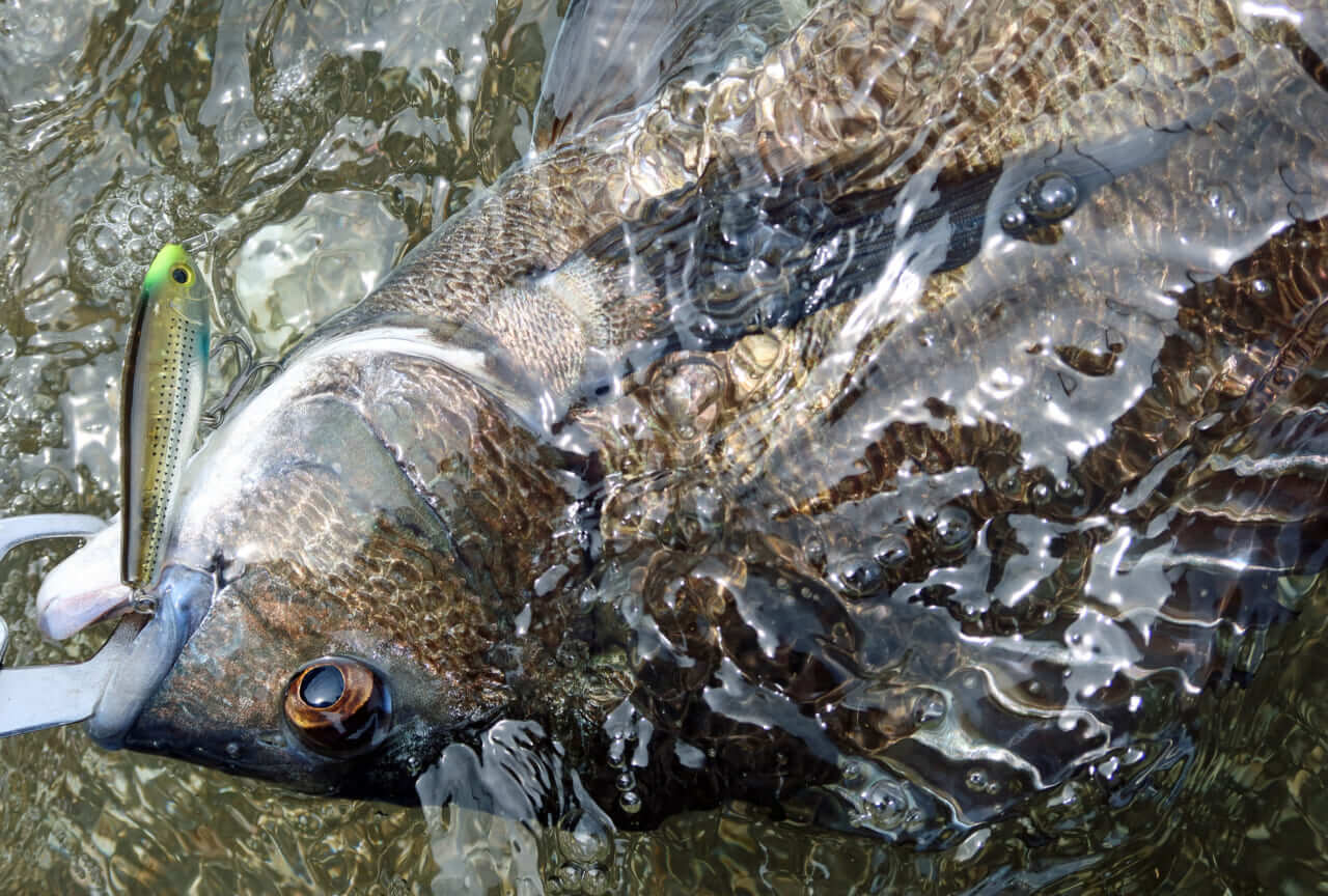 ｜こだわり抜いた新色『釣れる秘密はベリーの色』かつて爆釣したシークレットカラーをついに採用！［もりぞー的アーバンチニング］