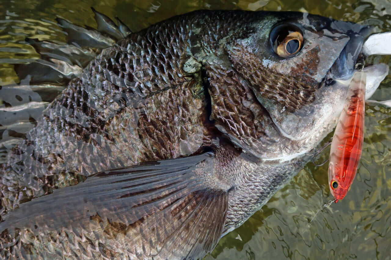｜こだわり抜いた新色『釣れる秘密はベリーの色』かつて爆釣したシークレットカラーをついに採用！［もりぞー的アーバンチニング］
