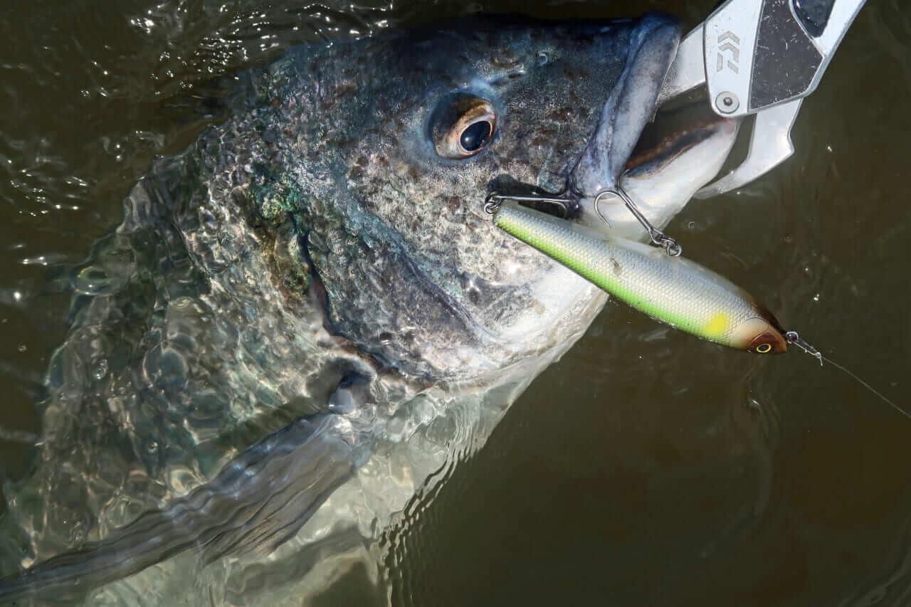 ｜こだわり抜いた新色『釣れる秘密はベリーの色』かつて爆釣したシークレットカラーをついに採用！［もりぞー的アーバンチニング］