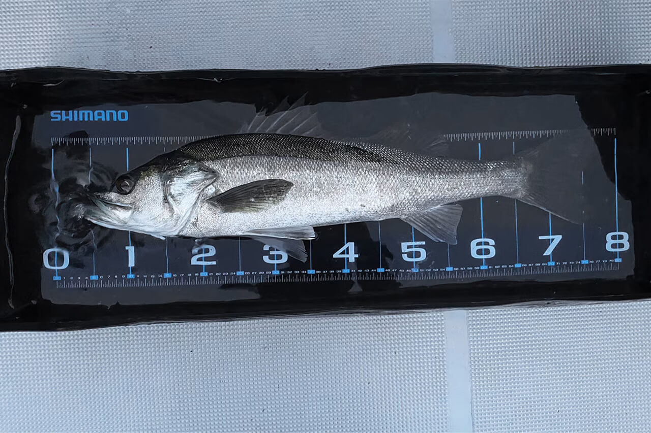 ｜「未来の魚を守る」魚に無駄なダメージを与えずに撮影からサイズ計測までできるメジャーがシマノから登場。