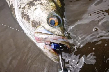 釣り逃している魚を釣る、ツクモのシャローゲーム（佐藤雅樹）