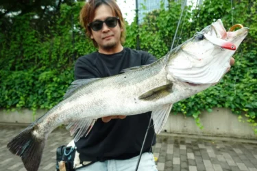 高活性なデイゲームの港湾シーバス（大野ゆうき）