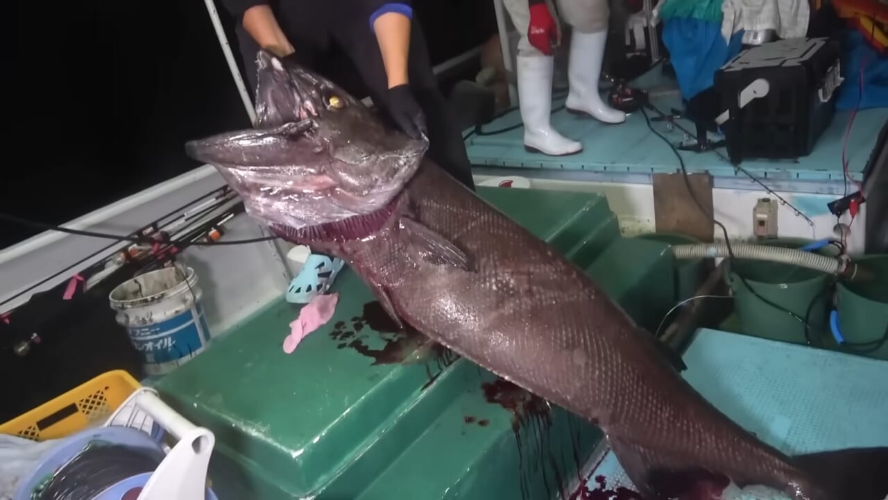 |「恐竜?」「デカすぎる」深海から現れた『販売禁止』の巨大魚が衝撃過ぎた件。「一生に一度レベルかも…」